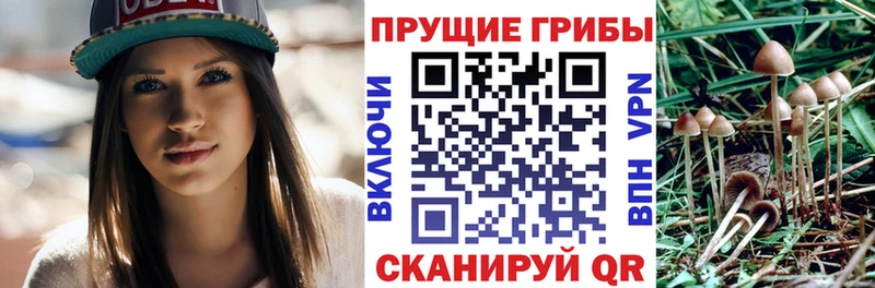 blacksprut tor купить закладку Лебедянь Галлюциногенные грибы Psilocybe
